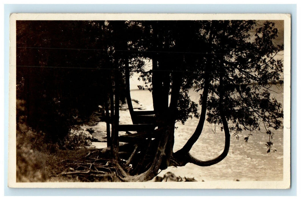 1945 Strange TreeBeach Framingham Massachusetts MA RPPC Photo Postcard