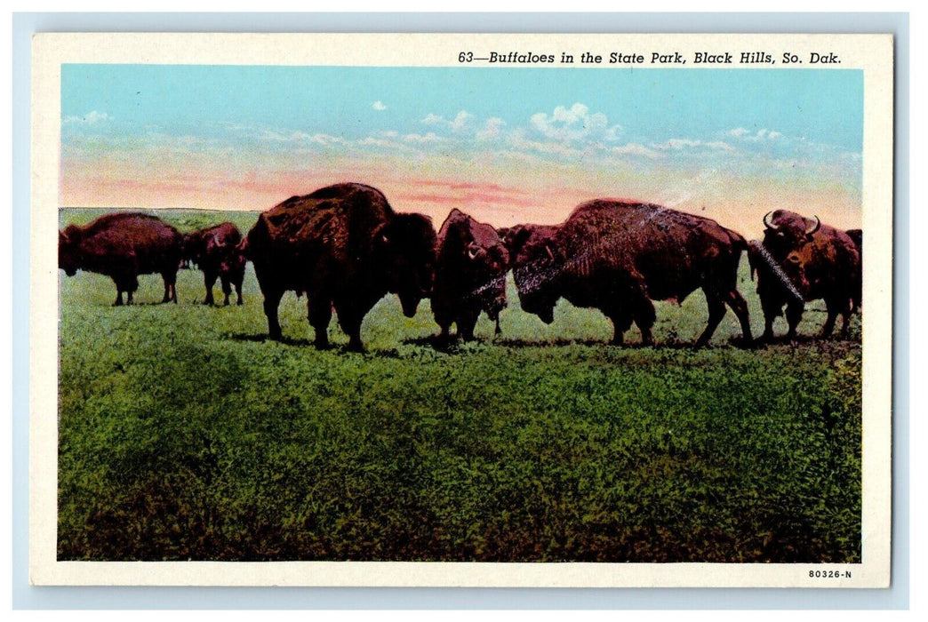 c1930's Buffaloes In The State Park Black Hills South Dakota SD Vintage Postcard