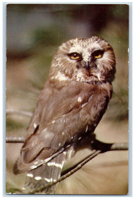 c1950's Mary Gray Bird Sanctuary Connersville Indiana IN Vintage Postcard