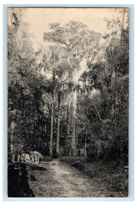 c1940s Florida's Giant Cypress "The Senator" Orlando-Sanford Highway Postcard