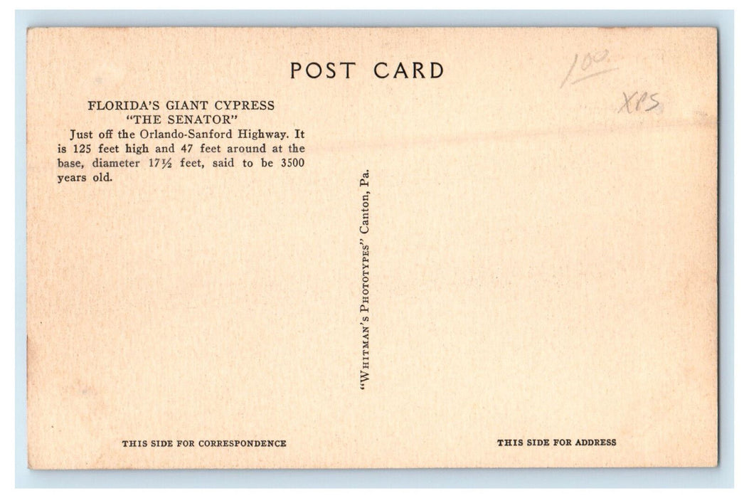 c1940s Florida's Giant Cypress "The Senator" Orlando-Sanford Highway Postcard