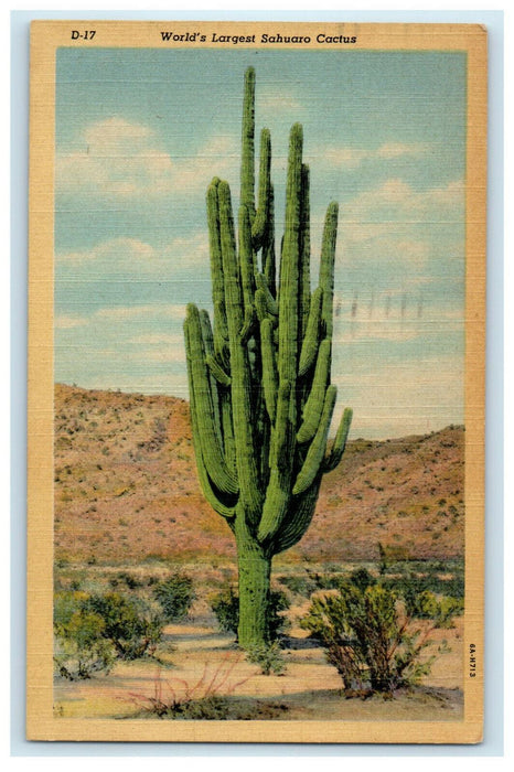 1945 World's Largest Sahuaro Cactus, State Flower of Arizona AZ Postcard