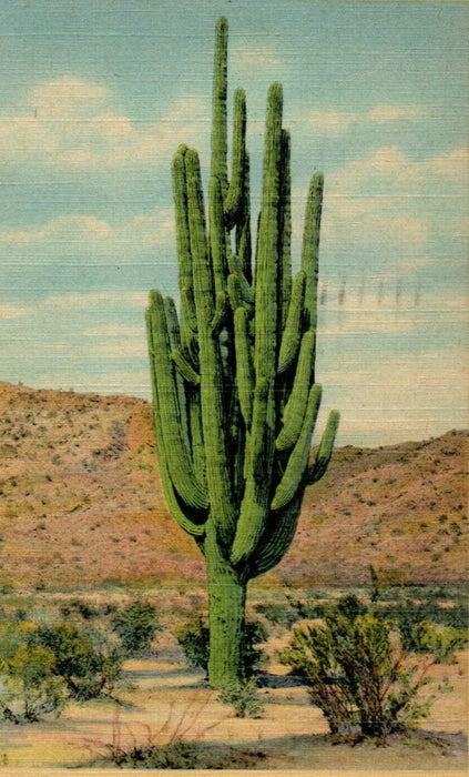 1945 World's Largest Sahuaro Cactus, State Flower of Arizona AZ Postcard