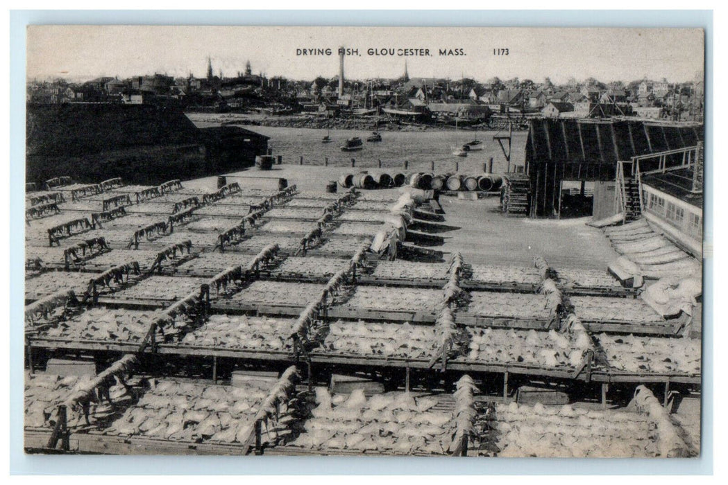 1946 Drying Fish,Gloucester, Massachusetts MA Posted Vintage Postcard
