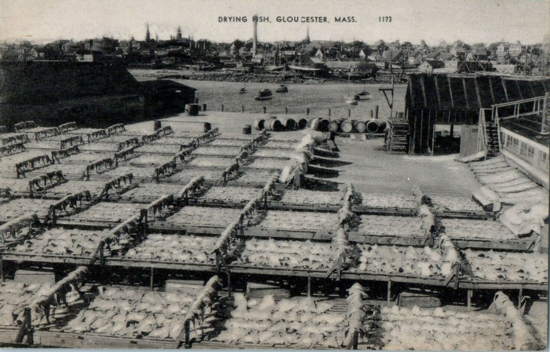 1946 Drying Fish,Gloucester, Massachusetts MA Posted Vintage Postcard