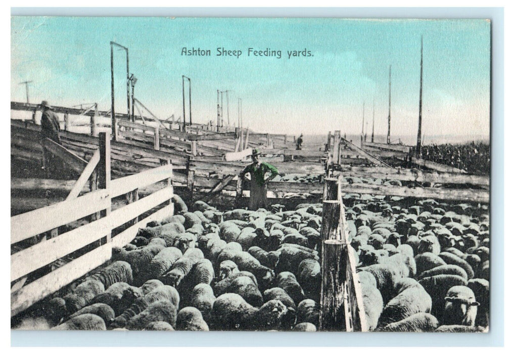 Ashton Illinois Sheep Feeding Yards 1909 Belvidere Vintage Antique Postcard