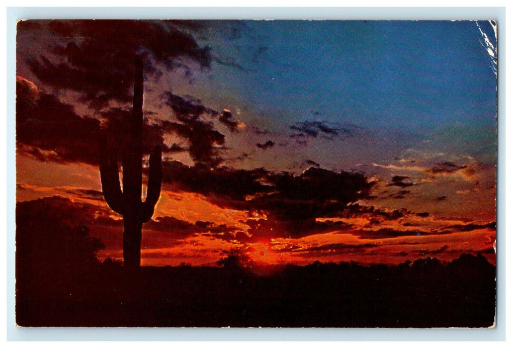 1954 Saguaro Cactus Suerra Blanca Texas TX Sunset Postcard