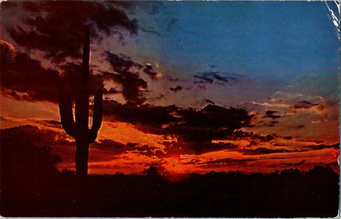 1954 Saguaro Cactus Suerra Blanca Texas TX Sunset Postcard