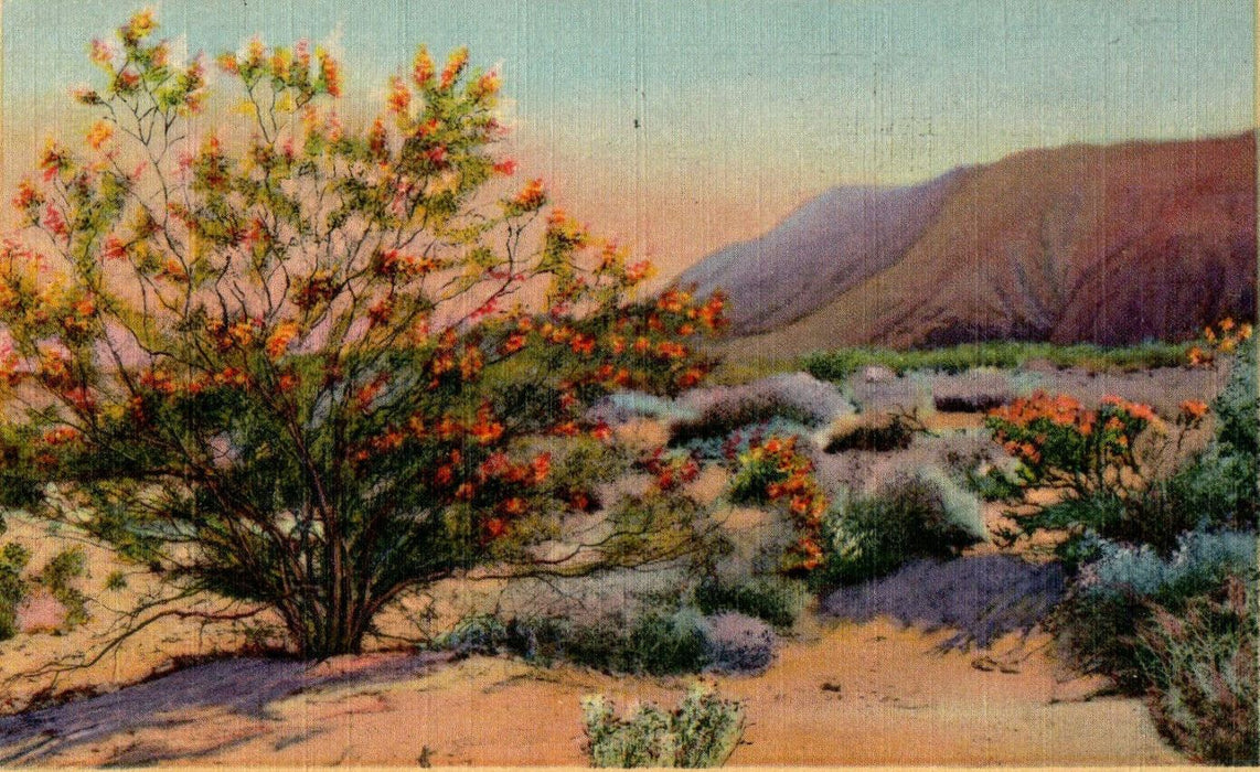 1943 Creosote Bush on The Desert, Arizona AZ Cancel Posted Vintage Postcard