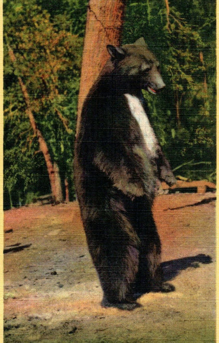 c1940s "Howdy Folks" Yosemite National Park, California CA Posted Postcard