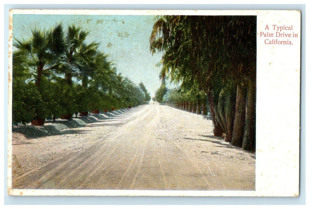 1909 A Typical Palm Drive In Los Angeles CA Sardines Advertising Postcard
