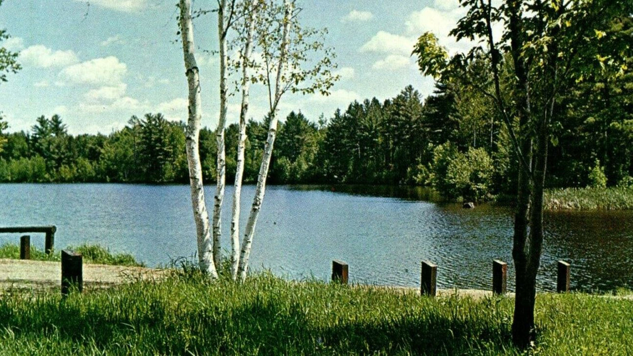 c1950's Greetings From Spooner Wisconsin WI Lake Trees View Postcard