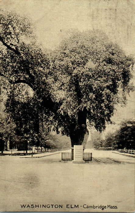 1910 Washington Elm, Cambridge Massachusetts MA Antique Cancel Postcard