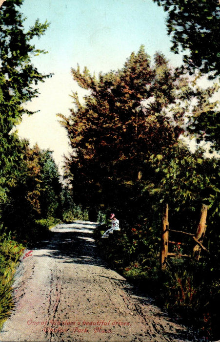 1917 One of Whalom's Beautiful Drives, Whalom Park, Massachusetts MA  Postcard