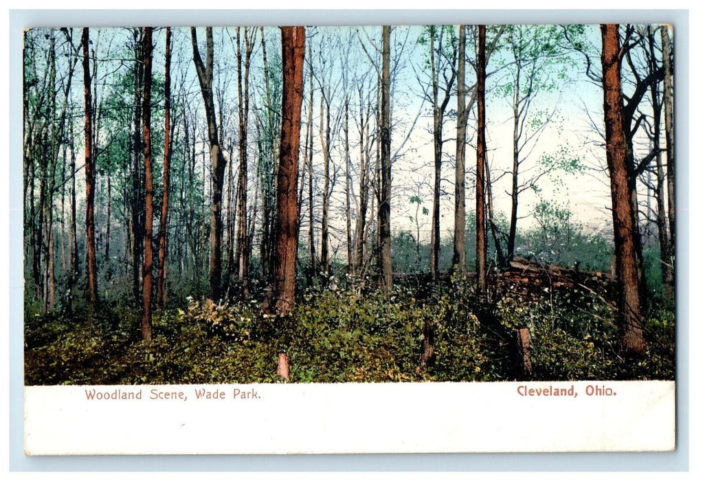 c1905 Woodland Scene Wade Park Cleveland Ohio OH Unposted Antique Postcard