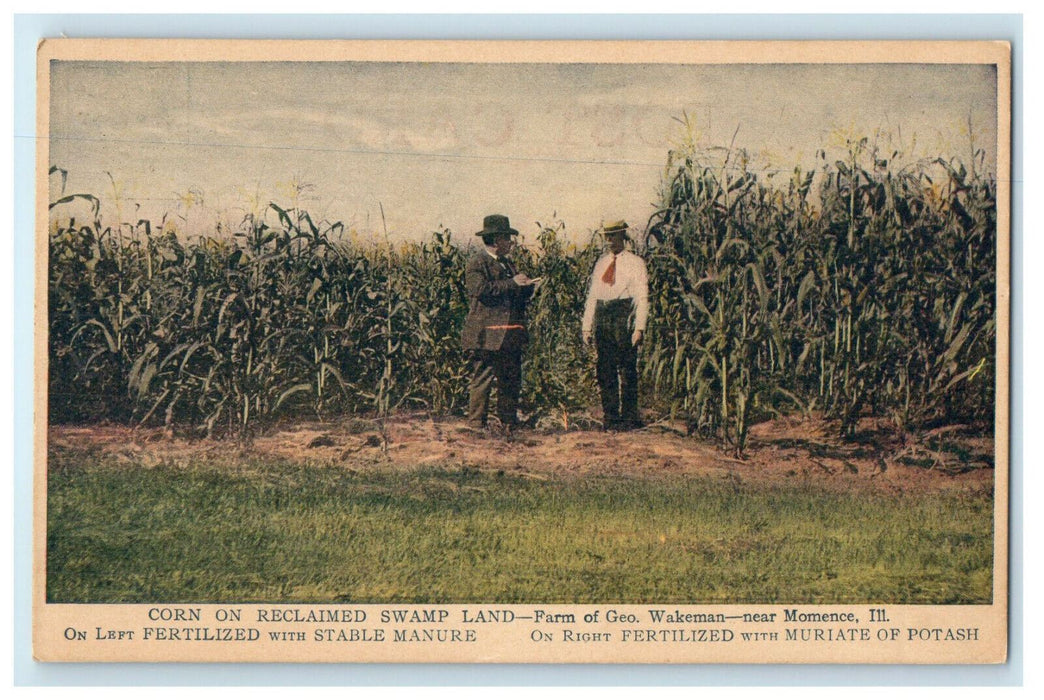 c1910s Corn On Reclaimed Swamp Land Momence Illinois IL Antique Postcard