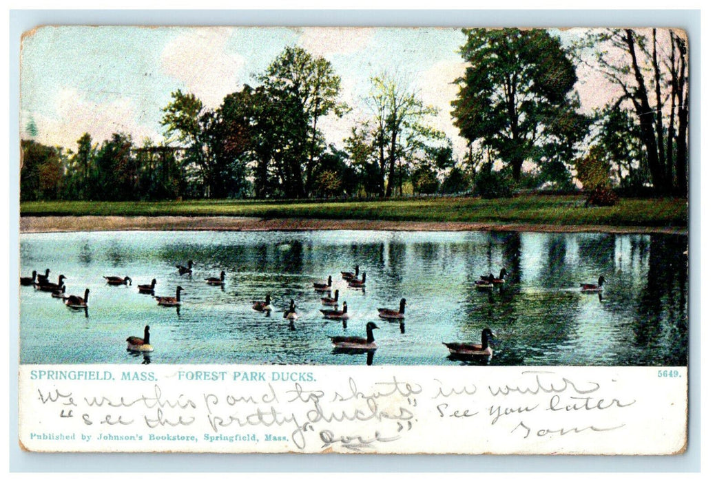 1905 South Windsor CT Ducks, Forest Park Springfield Massachusetts MA Postcard