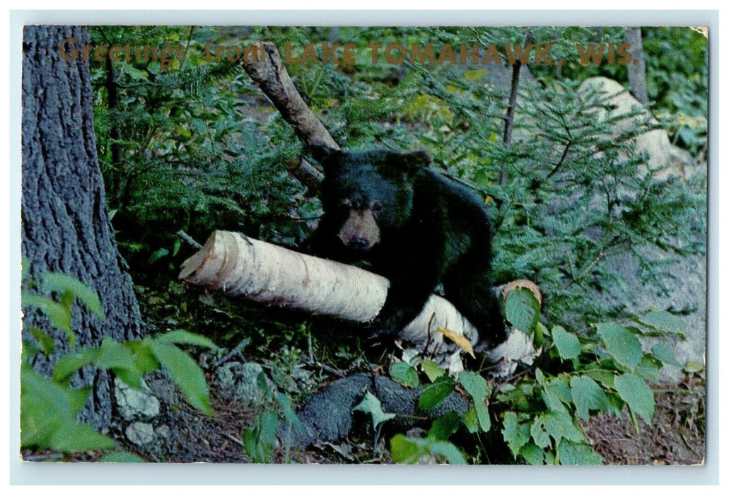 1959 Bear Hugging Tree, Greetings from Lake Tomahawk Wisconsin WI Postcard