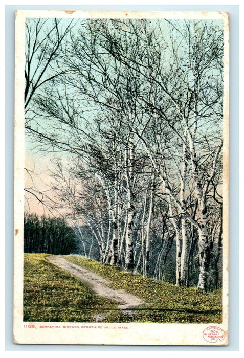 1907 Berkshire Birches Berkshire Hills Massachusetts MA Posted Postcard