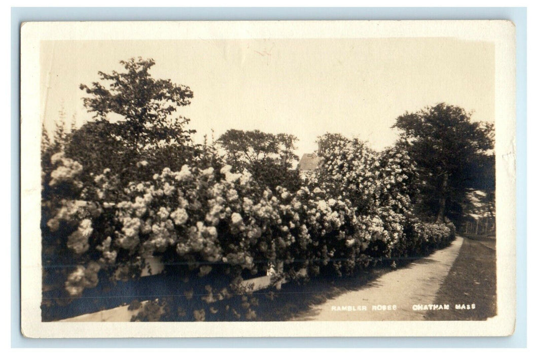 c1920's Rambler Roses Chatham Massachusetts MA RPPC Photo Antique Postcard
