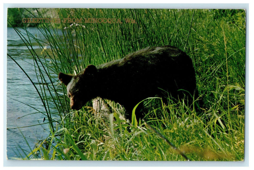 1966 Bear Walking in Grass, Greetings from Minocqua Wisconsin WI Postcard