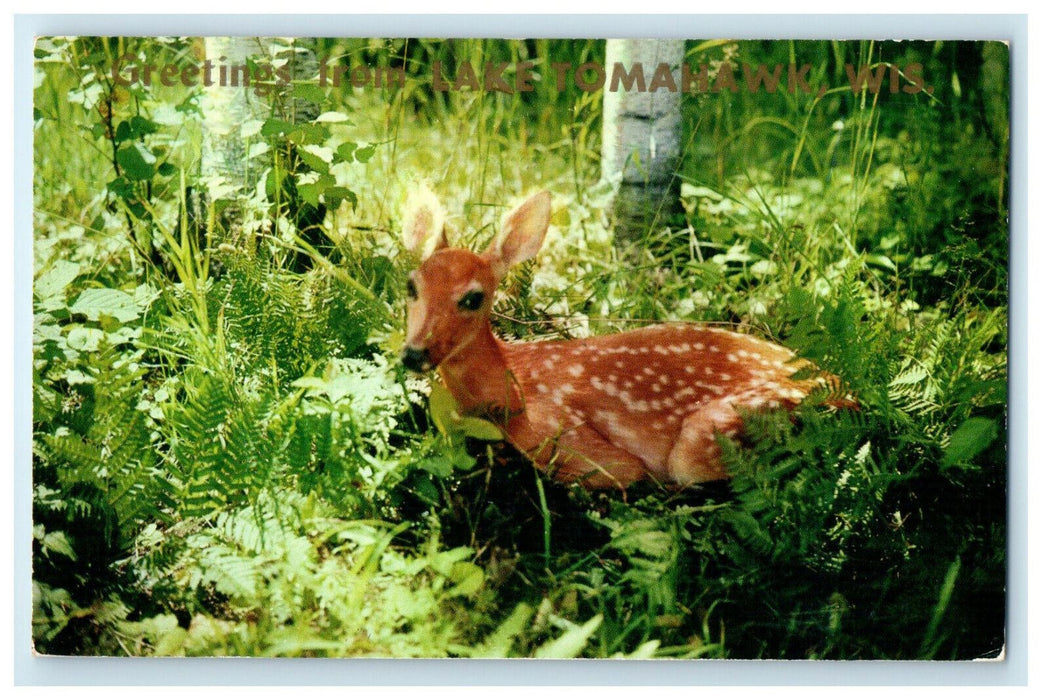 1959 Animal Scene, Greetings from Lake Tomahawk Wisconsin WI Postcard