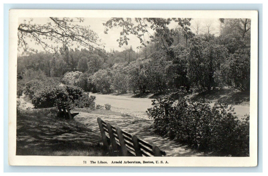 c1910's The Lilacs Arnold Arboterum Boston Massachusetts MA RPPC Photo Postcard