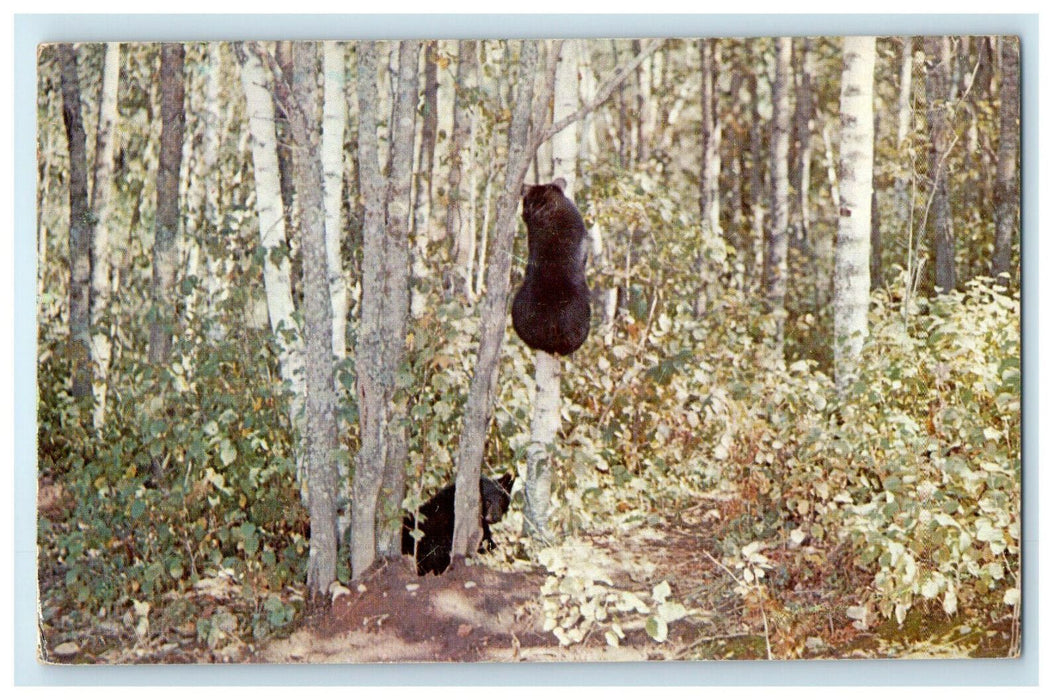 1959 Bear Climbing Tree, Greetings from Crandon Wisconsin WI Postcard