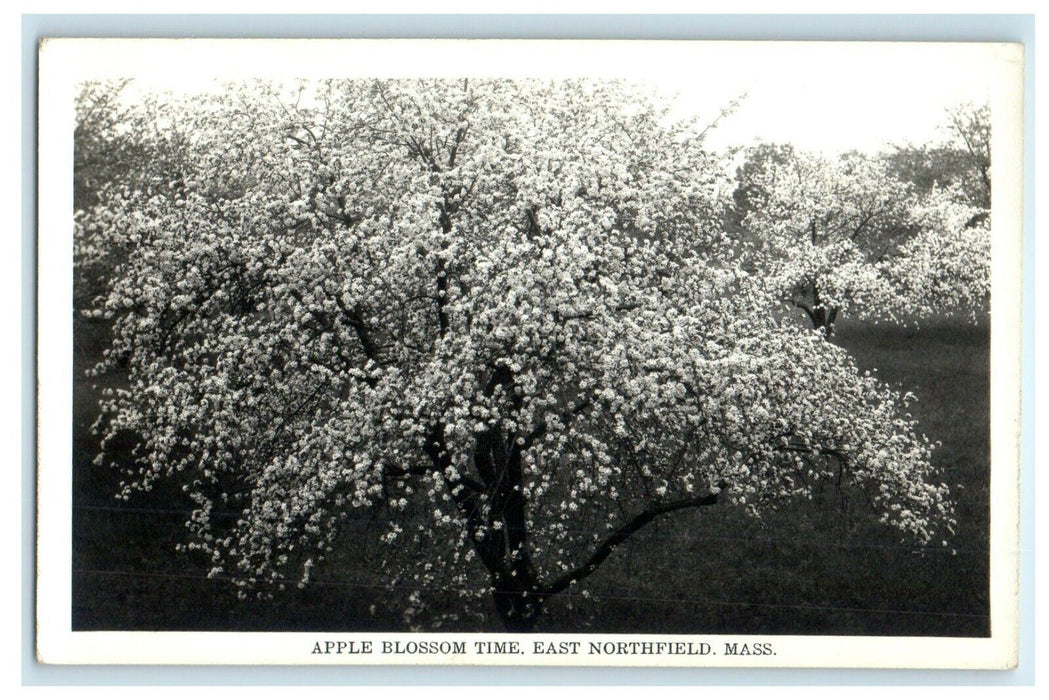 c1940's Apple Blossom Time East Northfield Massachusetts MA RPPC Photo Postcard