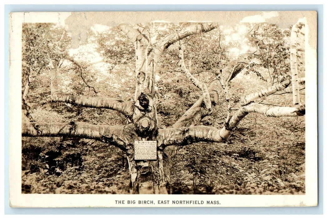 c1930's The Big Birch East Northfield Massachusetts MA RPPC Photo Postcard