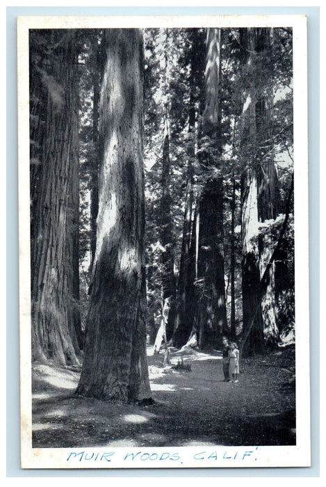 c1940s Muir Woods National Park, San Francisco California CA Unposted Postcard