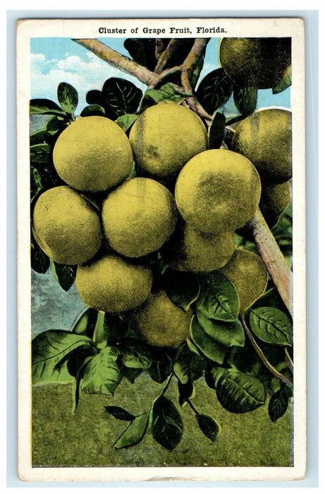 1919 Cluster Of Grape Fruit Florida FL Posted Antique Postcard