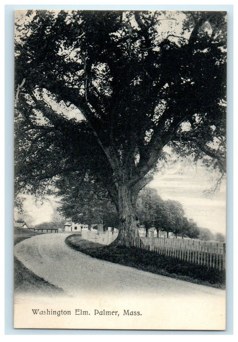c1905 View of Washington Elm, Palmer, Massachusetts MA Antique Postcard
