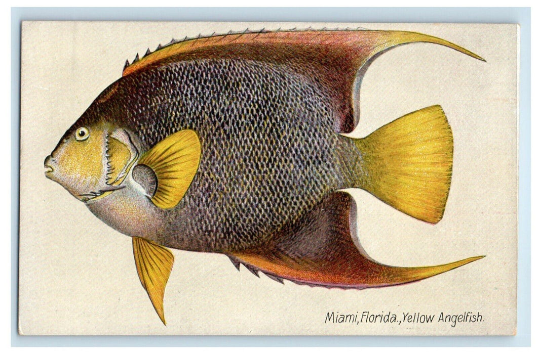c1905 Miami Florida FL, Yellow Angelfish Unposted Antique Postcard