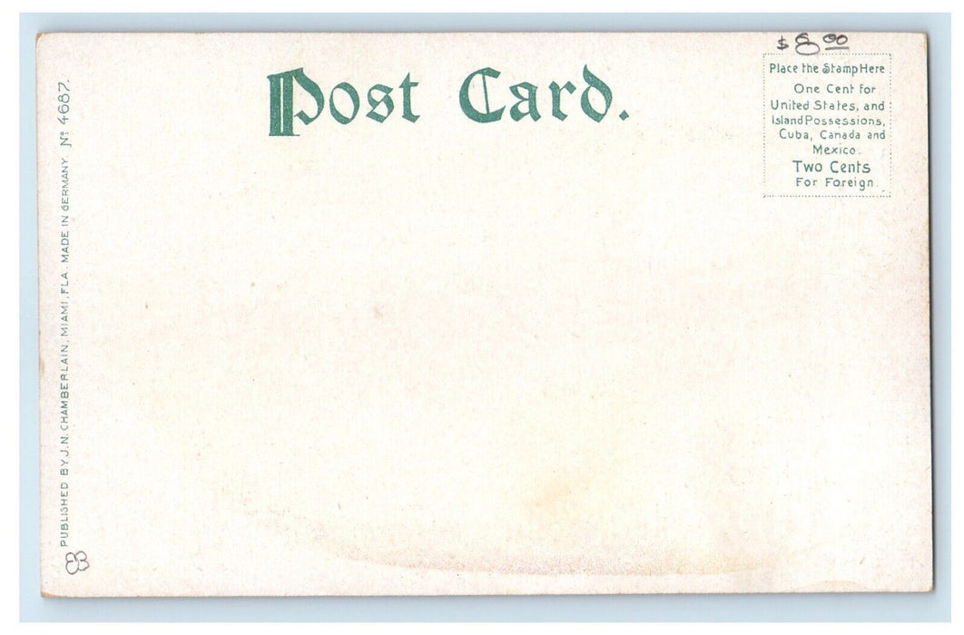c1905 Miami Florida FL, Yellow Angelfish Unposted Antique Postcard
