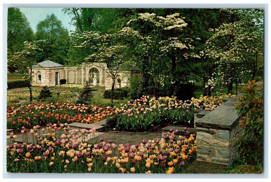 1959 Tulips Flower Display, Kingwood Center Mansfield Ohio OH Postcard