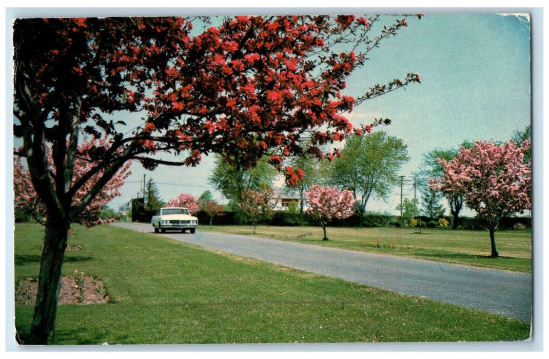 c1950's Japanese Crab-apple Tree, Rathfon Inn, Port Colborne Canada Postcard