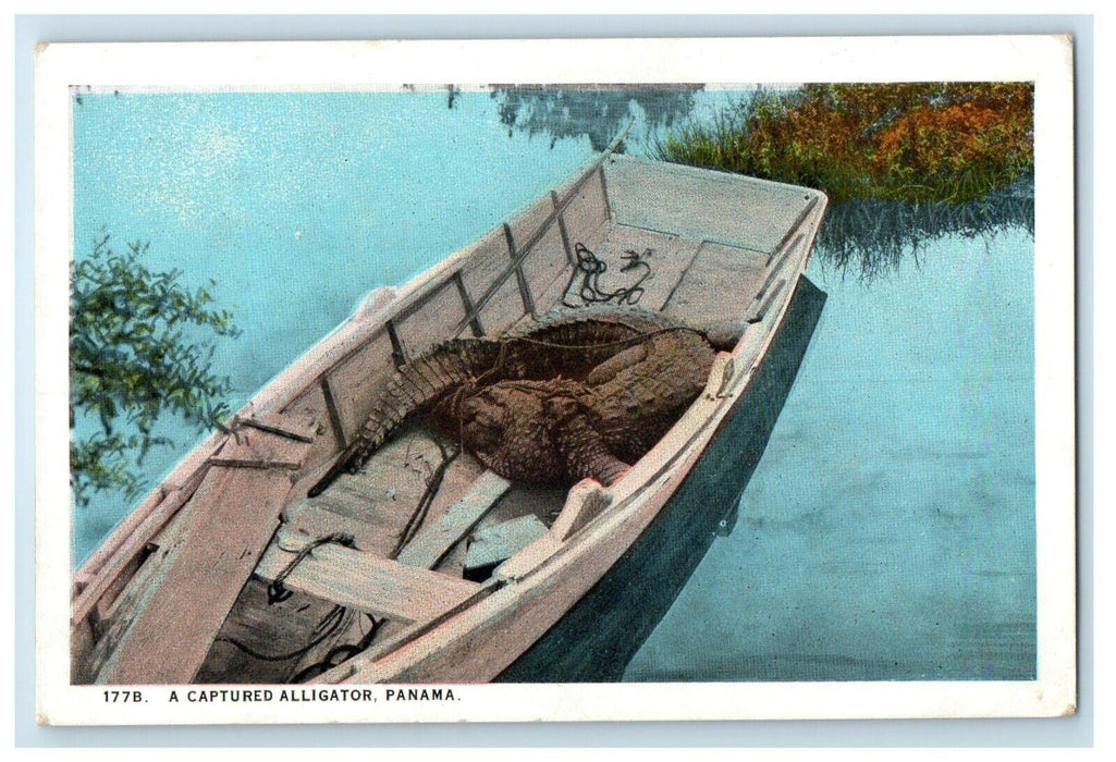 c1930's A Captured Alligator Boat Panama Unposted Vintage Postcard