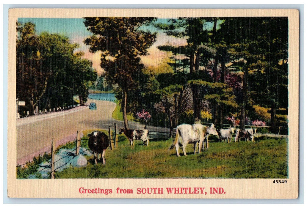 c1940's Cows Scene, Greetings from South Whitley Indiana IN Vintage Postcard