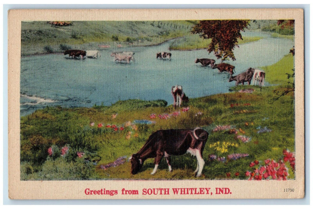 c1940's Cows, Flower, River, Greetings from South Whitley Indiana IN Postcard