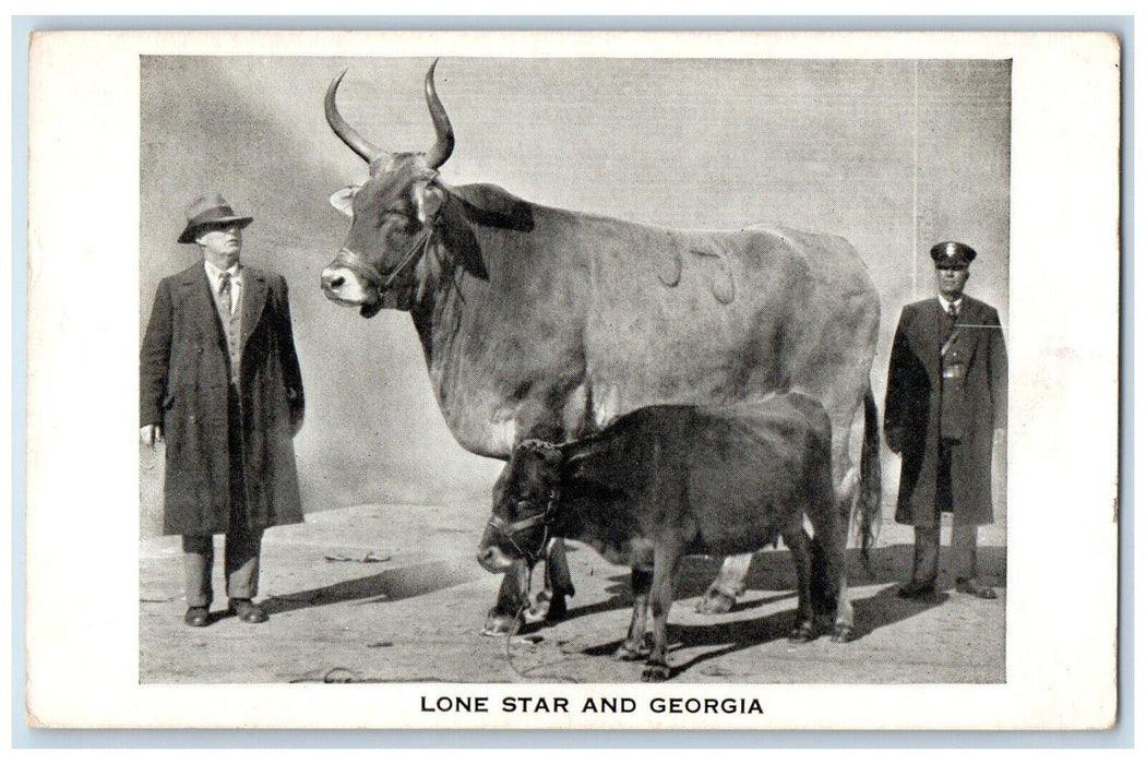 Lone Start And Georgia World's Largest Cow Cattle Breed San Antonio TX Postcard