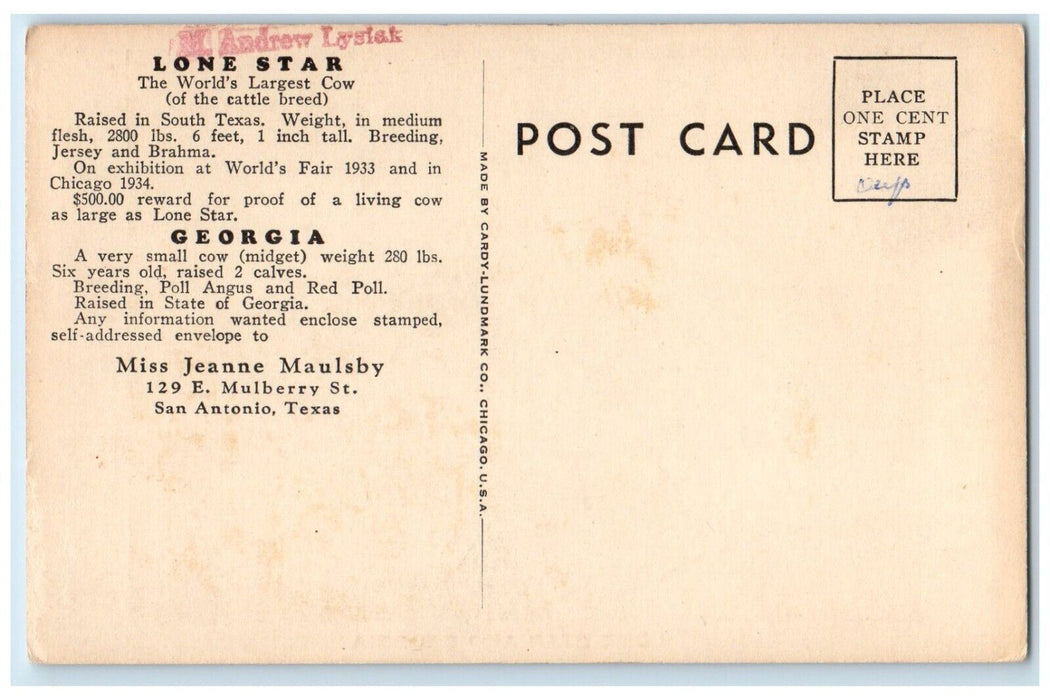 Lone Start And Georgia World's Largest Cow Cattle Breed San Antonio TX Postcard