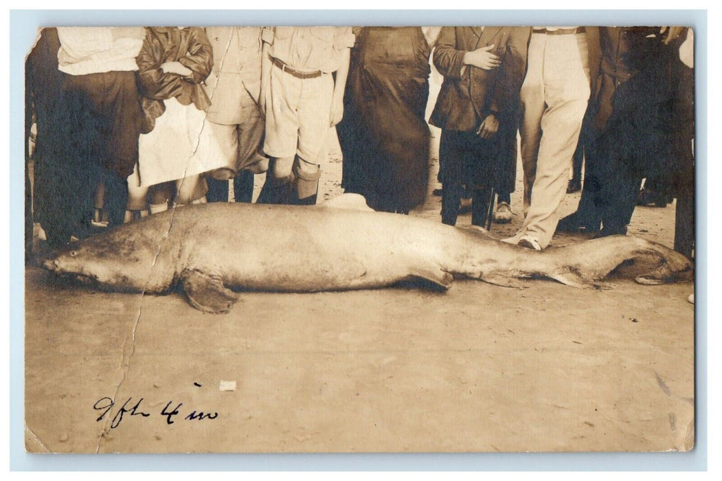 1917 9' 4" Shark Daytona Beach Florida FL Ocean Fishing Photo RPPC Postcard