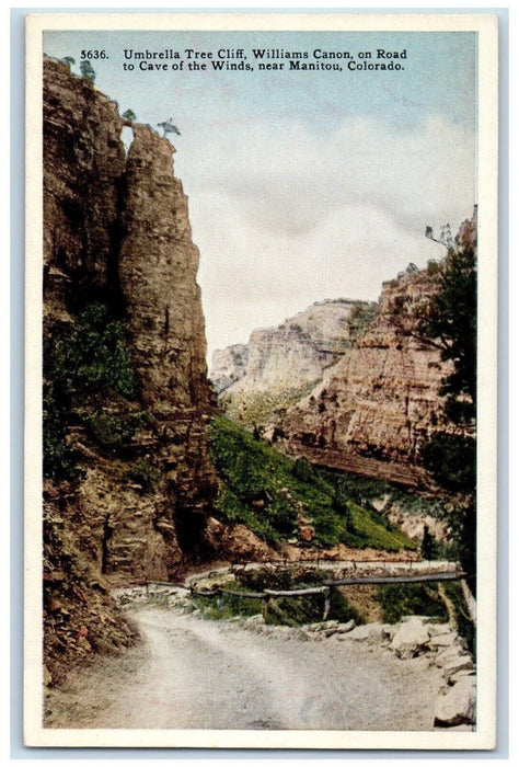 c1920's Umbrella Tree Cliff Williams Canon Road Winds Manitou Colorado Postcard