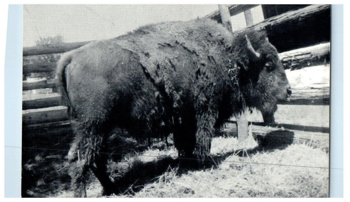 1966 BBQ Big John Buffalo Cooking Barbeque Queen City Missouri MO Postcard