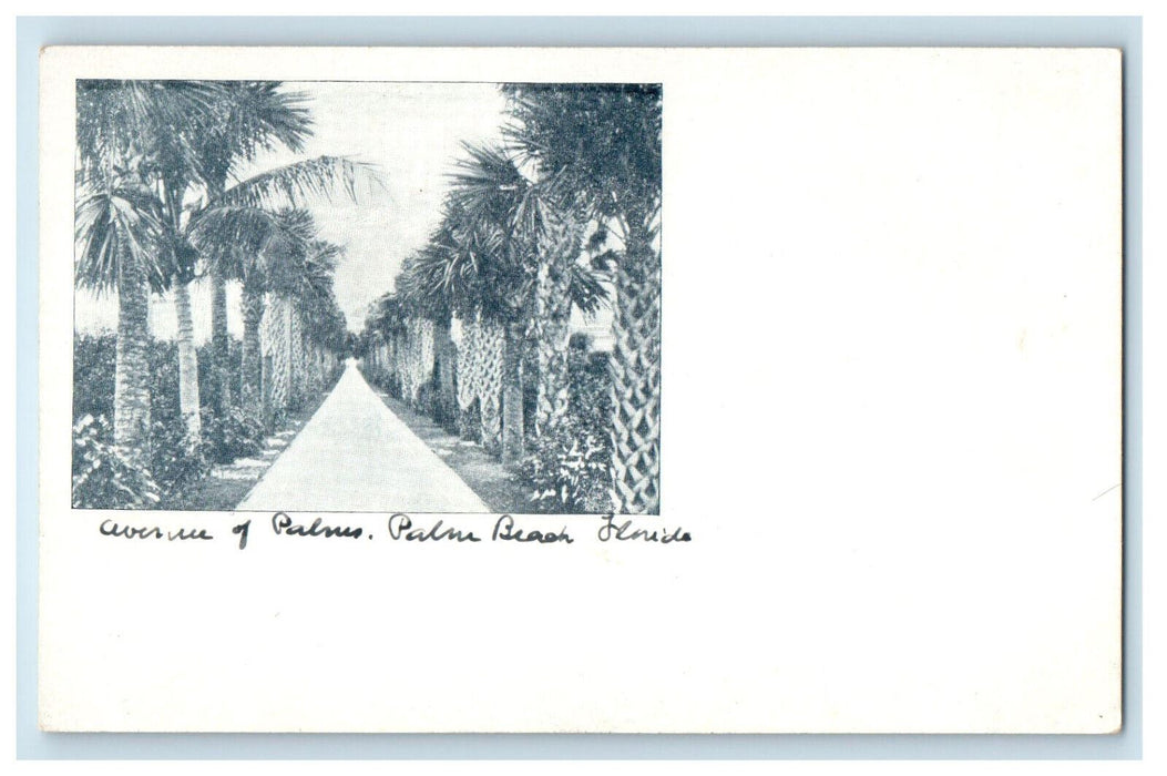 c1900s Avenue of Palms, Palm Beach Florida FL Unposted Antique PMC Postcard