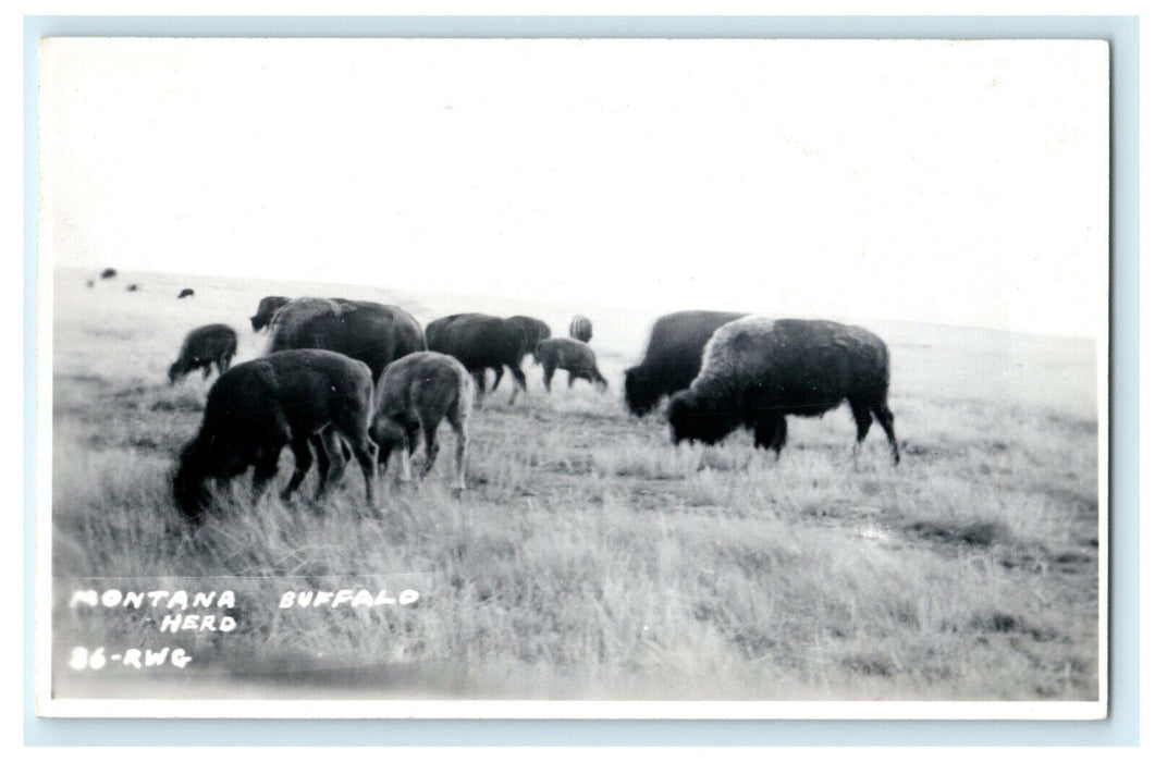 c1930's Buffalo Herd Montana MT Vintage RPPC Photo Postcard