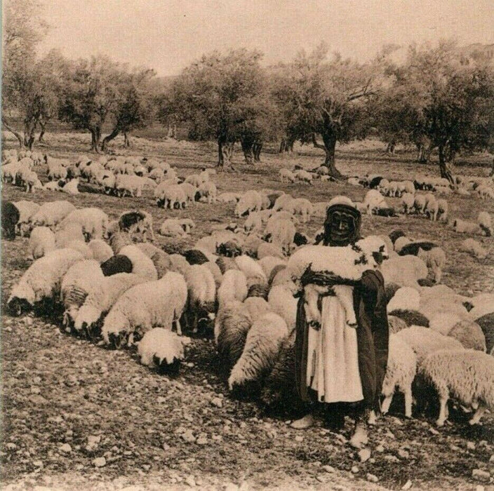 c1910 Sheep and Shepherd Jerusalem RPPC Photo Germany Antique Postcard