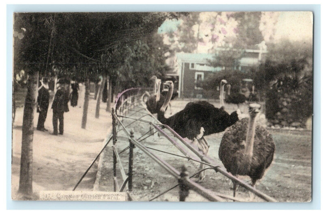 c1910 Cawston Ostrich Farm California CA Made in Japan Globe Novelty Postcard