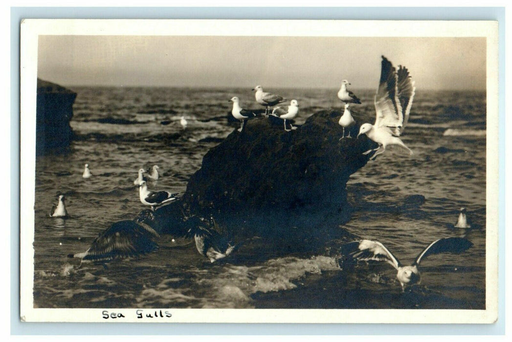 c1910 Sea Gulls at Cape Cod, Orleans, Massachusetts MA RPPC Photo Postcard